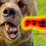 クマ出没注意