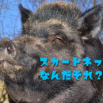 罠を知らない猪