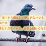 鳩