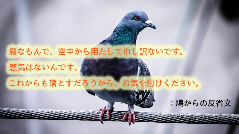 鳩