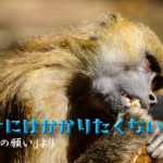 ゴミをあさる猿