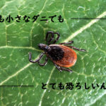 ダニの被害