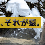 湯に浸かる猿