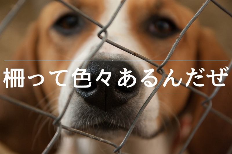 犬と柵