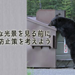 ゴミをあさるクマ