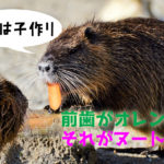 ビーバーみたいなヌートリア