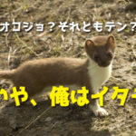 自己主張するイタチ