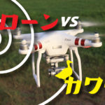 ドローンでカワウを撃退