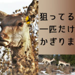 群れで狙う鹿たち